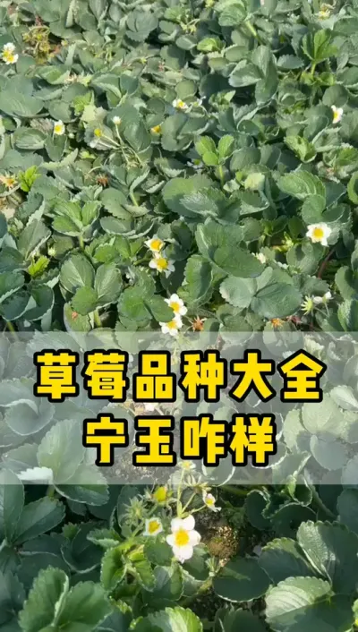 宁玉种苗实拍，明天种苗。育苗基地全程实景拍摄，需要的可以后台联系。#宁玉 #草莓苗 #草莓育苗 #草莓基地