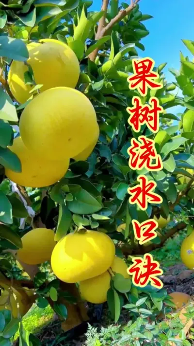 果树浇错水、明年就后悔！ #果树种植 #抖音助农   #果园管理  #果树浇水  #农业种植