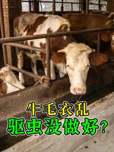 毛衣乱就驱虫？也可能是饲养出了问题！驱虫的同时牛消化也很重要 #牛驱虫 #喂牛 #农村养牛 #养牛技术 #科学养牛