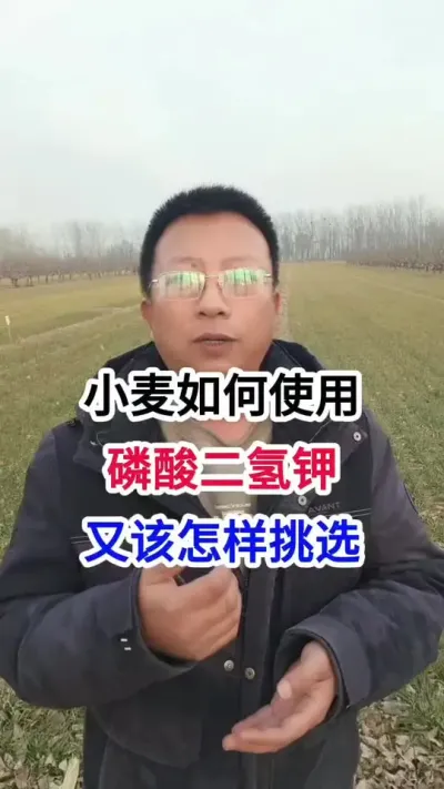 小麦如何使用磷酸二氢钾，怎样挑选磷酸二氢钾 小麦如何使用磷酸二氢钾，怎样挑选磷酸二氢钾#小麦种植 #小麦种植管理技术 #马哥聊农业 #小麦高产技术 #农技知识分享