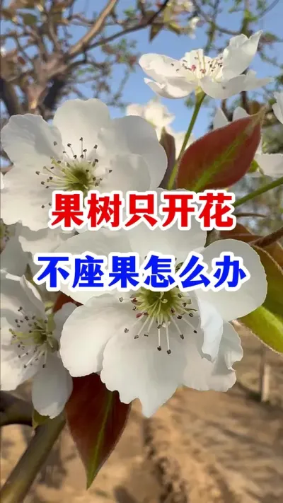 果树只开花不座果，一个方法就搞定。 #果树种植   #果园管理   #果树病虫害防治 #抖音助农   #农业种植