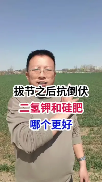拔节之后抗倒伏，磷酸二氢钾和硅肥，哪个更好 拔节之后抗倒伏，磷酸二氢钾和硅肥，哪个更好#小麦种植 #小麦种植管理技术 #马哥聊农业 #小麦高产技术 #农技知识分享