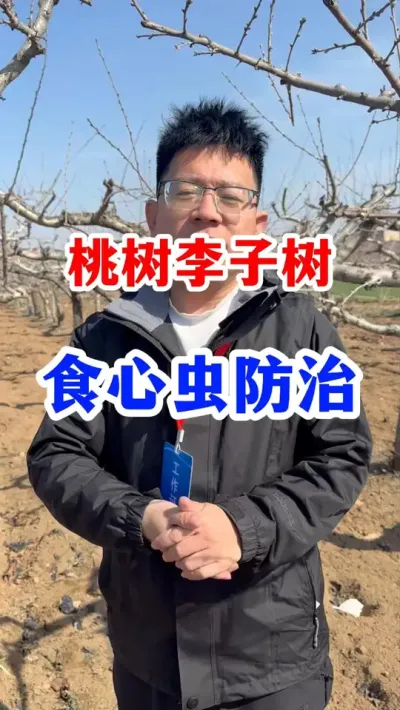 果树春季清园。 #分享果树种植管理技术 #服务三农传播农业小知识   #果树种植   #果园管理 #果树清园