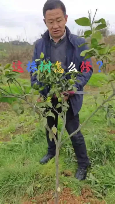 这株树怎么修剪？ #李老师说柑桔 #柑桔修剪 #一杆三枝