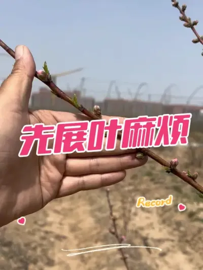 温度太高，影响桃坐果 你说怎么办#果园管理 #高温