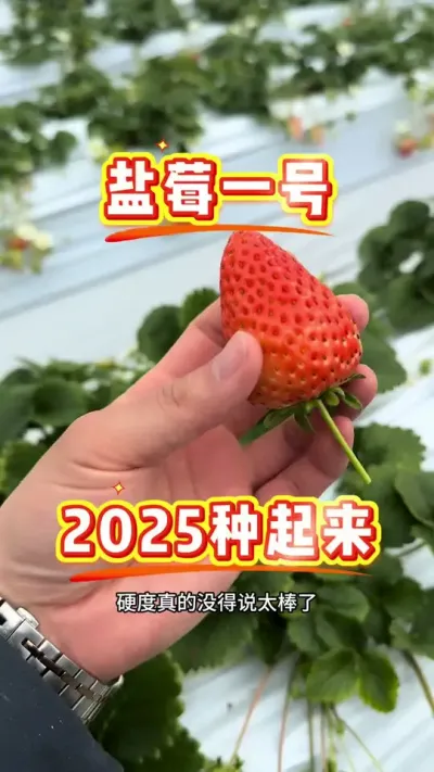 还是惊喜的盐莓一号 每一次都不会失望的好品种，盐莓一号#盐莓一号 #草莓育苗 #种草莓 #农业技术 #病虫害防治