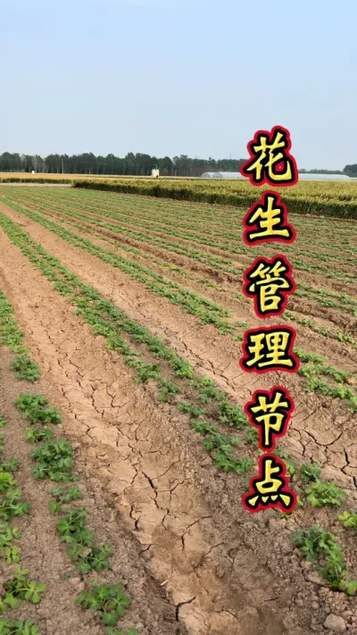 花生管理节点 花生科学管理，增产丰收多卖钱。#花生种植 #花生种植管理技术 #花生高产 #花生高产小妙招 #花生管理