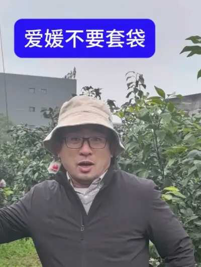爱媛不要套袋 爱媛不要套袋#柑橘修剪 #柑橘种植 #柑橘管理 #柑橘种植技术