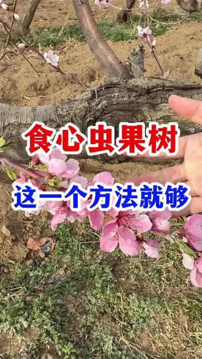 果树食心虫轻松防治。 #果树种植 #病虫害防治   #果园管理  #食心虫   #农业种植技术