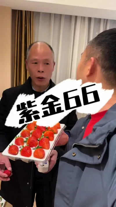 紫金66新品种 惊艳到我了的一个草莓新品种。#草莓种植 #草莓 #种草莓 #三农种植 #草莓园