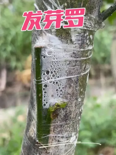 嫁接后发芽#新农人计划2025 #原创视频 #嫁接技术 #抖音助农 #今日分享