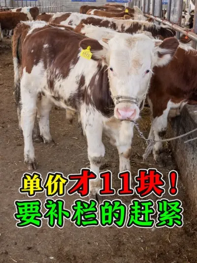 小牛单价11块，补栏的赶紧了！体型骨架都很不错，客户非常满意 #买牛 #牛价 #农村养牛 #养牛技术 #科学养牛