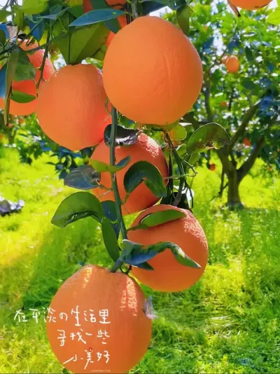 伦晚熟了#新农人计划2025 #新农人 #采摘采摘啦 #抖音助农 #乡村田园生活