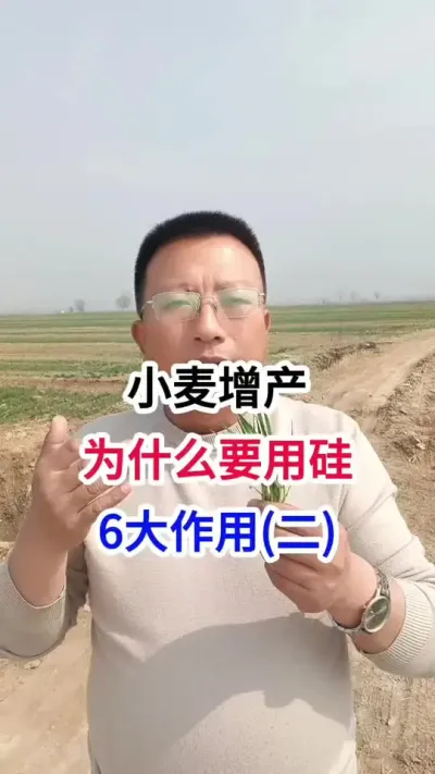 小麦增产，为什么要用硅，6大作用(二) 小麦增产，为什么要用硅，6大作用(二)#小麦种植 #小麦种植管理技术 #马哥聊农业 #小麦高产技术 #农技知识分享