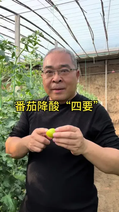 酸降下来，番茄才更甜。番茄降酸四要！！ #创作灵感 #原创视频 #口感番茄种植技术