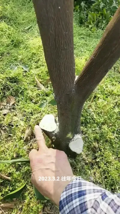 #李老师说柑桔 #这个怎么办