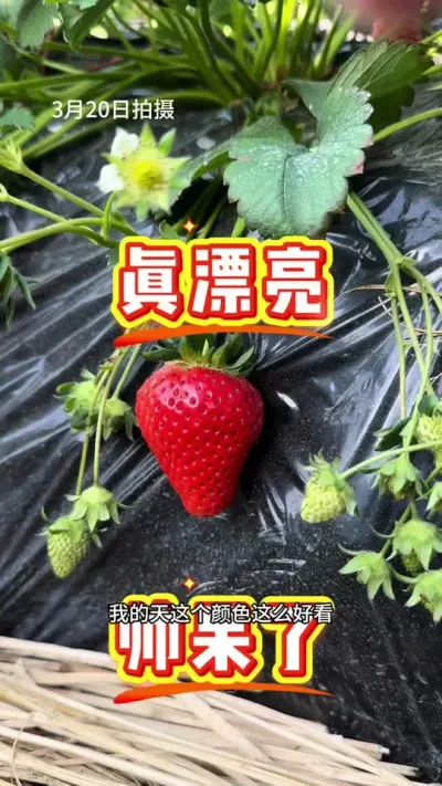盐莓一号这产量绝绝子 盐莓一号，好看好产量#盐莓一号 #草莓新品种 #草莓育苗 #草莓种植 #农业技术