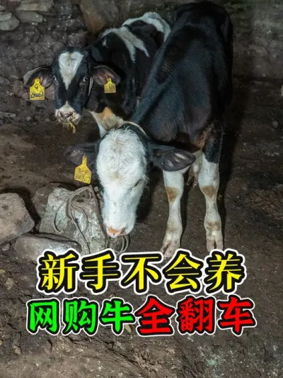 网购牛全翻车！新手不会养死了几头牛，圈养环境恶劣牛集体感冒！ #农村养牛 #养牛技术 #科学养牛 #养牛知识 #养牛人