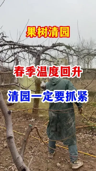 春季温度回升，果树清园一定要抓紧。 #果园清园剂   #果树种植 #抖音助农 #服务三农支持三农   #果园管理
