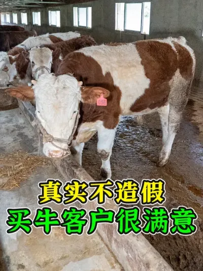 真实不造假！我们买牛你放心，包伤亡包调理，感谢大家的信任！ #买牛 #养牛人 #养牛技术 #农村养牛 #西门塔尔