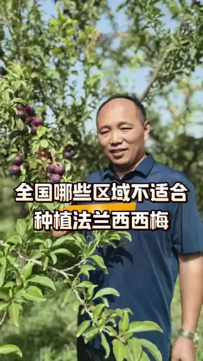 告诉你全国哪些地方不适合种植法兰西西梅#西梅种植#农田行者#农田行者技术服务联盟