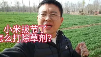 小麦拔节后，地里有很多杂草怎么办？这些除草剂千万别打了 