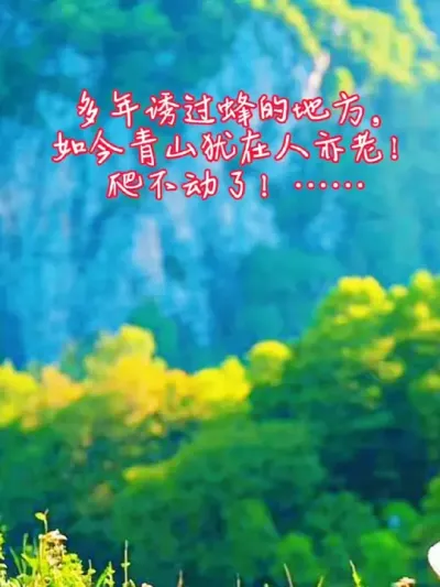养蜂人的感叹 多年诱过蜂的地方，如今青山犹在人亦老！爬不动了&hellip;&hellip;#我是养蜂人 #诱蜂桶 #养蜂技术分享 #纯天然正宗蜂蜜 #抖音新农人