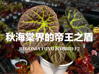 目前盾叶秋海棠的颜值巅峰来了！
福玉秋海棠的2代，拥有如猫眼石般清脆醒目的脉络，低饱和度的朱红底色，一扬一抑，恰到好处！
从越南到苏门答腊，把每个原种的基因融合并且在半开放大棚播种成长，不刻意加温加湿