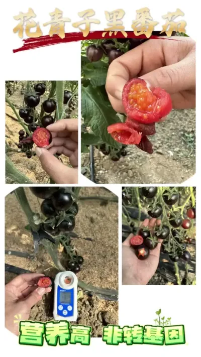 花青子黑番茄，非转基因品种，营养高，产量高，耐裂，高收益特色小黑番茄品种！#抖音助农 #服务三农 #农业 #三农 #黑番茄