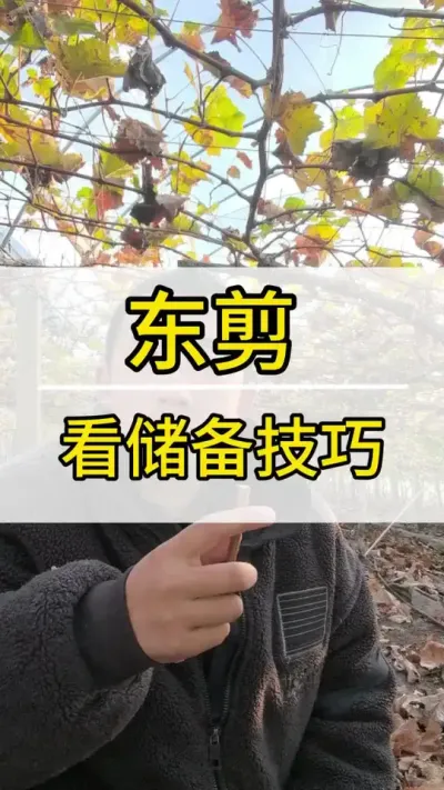 冬剪看树相 #葡萄种植技术 #新农人计划2022 #阳光玫瑰葡萄 #抖音助农 #三农