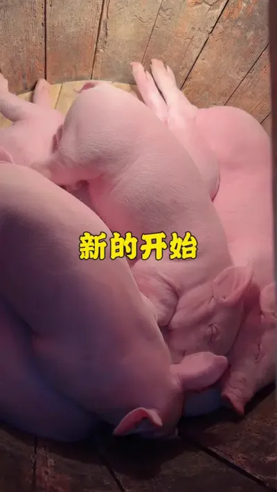 返乡创业养猪，亏损3万后的热血坚守 #记录真实生活 #新农人计划2024 #养猪人的日常生活