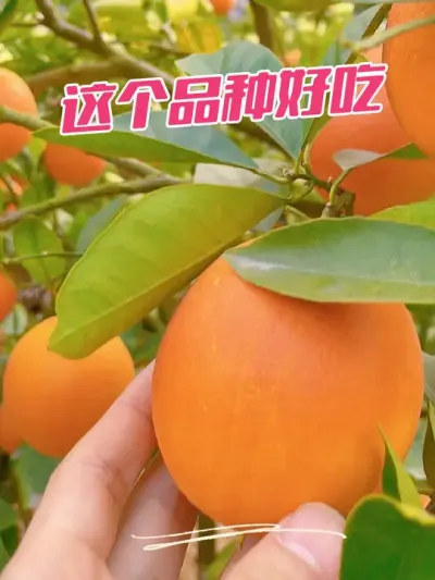 这个品种好吃#来抖音学农枝 #新农人计划2024 #支持三农扶持三农发展 #抖音助农 #种植小技巧