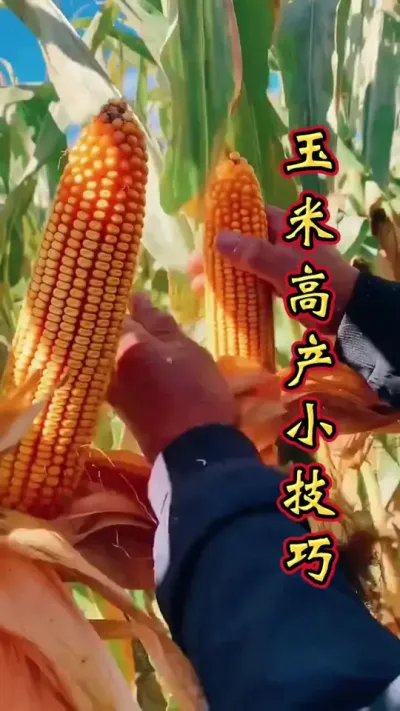 玉米增产诀窍。#增产增收才是硬道理 #玉米高产种植技术 #玉米种植 #玉米高产 #玉米种植技术