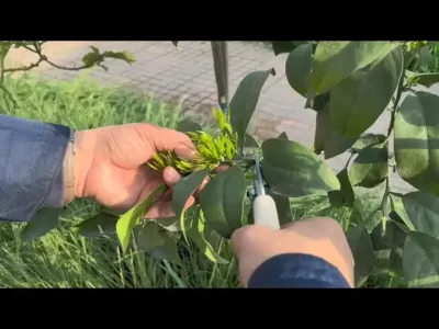 #李老师说柑桔#柑桔花前复剪#柑桔修剪