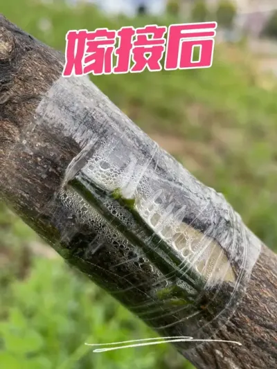 #新农人计划2025 #抖音助农 #原创视频 #果树管理 #开花结果 嫁接后