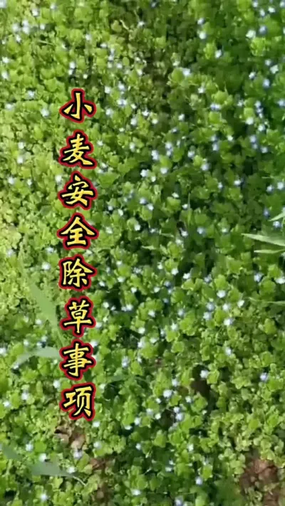 小麦田除草 小麦除草注意事项，您还知道其他的吗，发在评论区，帮助更多人。#小麦高产 #除草不伤作物 #小麦除草#小麦种植管理技术 #小麦除草剂