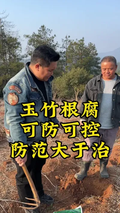 玉竹根腐，可防可控！ #玉竹 #种植小技巧 #抖音助农 #2024新农人计划 #药材种植