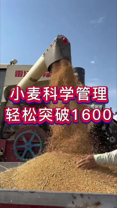 小麦科学管理，增产丰收多卖钱。#小麦增产 #增产增收 #小麦高产技术 #小麦增产增收 #小麦管理