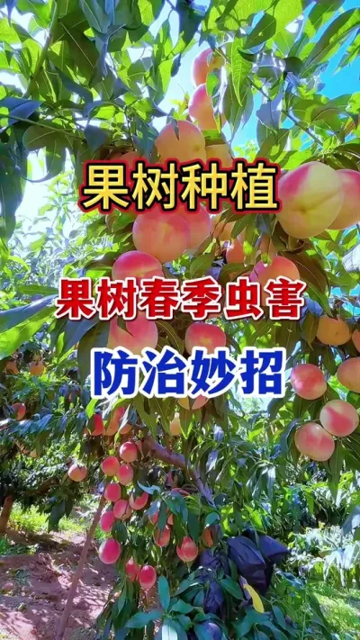 果树食心虫轻松防治。 #果树种植 #病虫害防治   #果园管理  #果树食心虫  #农业种植