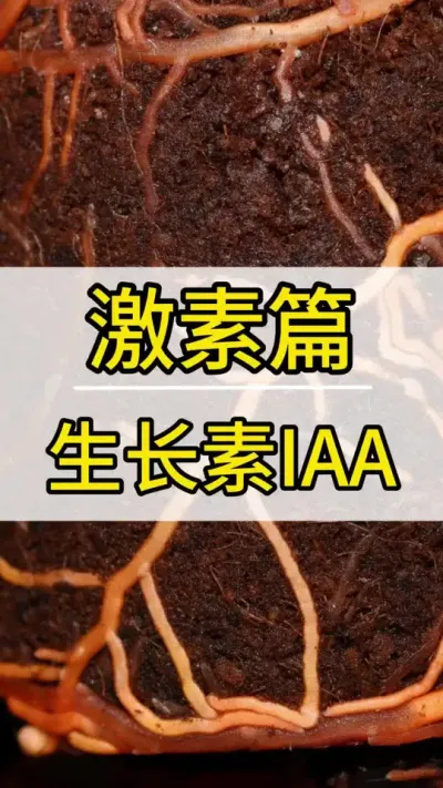 激素篇 生长素IAA #葡萄种植技术 #新农人计划2022 #阳光玫瑰葡萄 #抖音助农 #三农