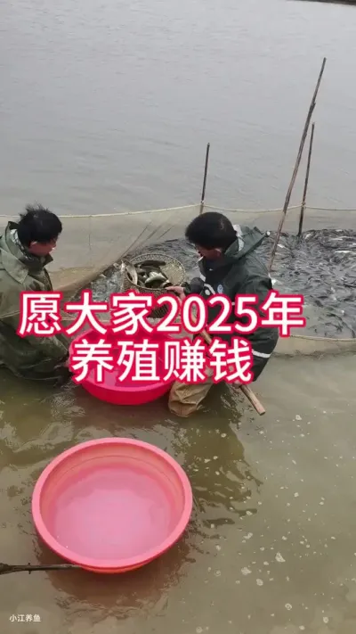 养鱼的人一年指望一年，放规格大一点的，明年上半年卖热水鱼试试。