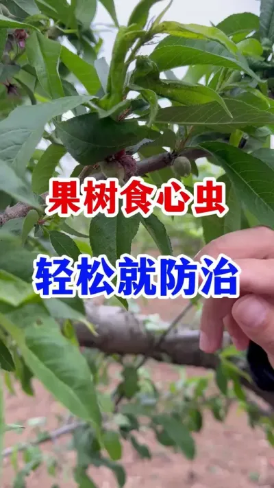 果树食心虫防治 #果树种植 #果树食心虫防治   #果园管理   #农业种植   #三农种植
