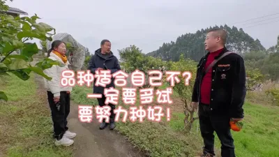新品种选择难，育种也难啊！ #李老师说柑桔 #李永安老师说柑桔