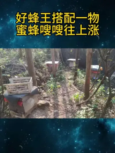 好蜂王搭配一物，蜜蜂嗖嗖往上涨 养蜂人都知道，蜂王是蜂群的核心，可你知道吗？一只好蜂王，再搭配上一样神奇的东西，就能让你的蜂群规模实现爆发式增长！这可不是什么天方夜谭，而是众多资深养蜂人亲测有效的秘诀