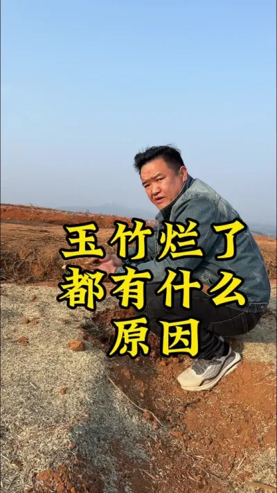 种植玉竹，高风险、高投资、种好了才有高回报！ #药材种植 #玉竹 #种植小技巧 #2024新农人计划 #抖音助农