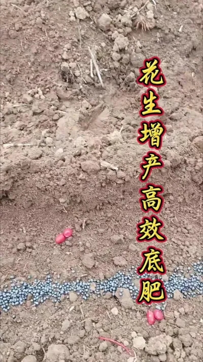 花生地里加点硼，今年花生好收成。#花生底肥 #花生种植 #花生种植管理技术 #花生高产 #花生的种植方法