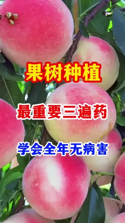 果树种植三遍药，学会全年无病害。 #分享果树种植管理技术   #果树种植 #抖音助农  #果园管理  #果树高产