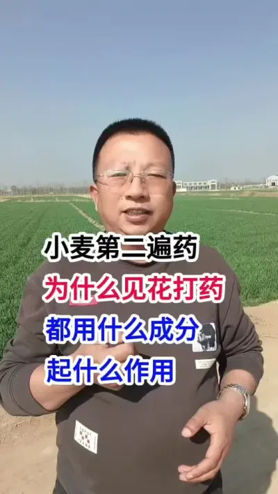 小麦第二遍药，为什么见花打药，都用什么成分，起什么作用 小麦第二遍药，为什么见花打药，都用什么成分，起什么作用#小麦种植 #小麦种植管理技术 #马哥聊农业 #小麦高产技术 #农技知识分享