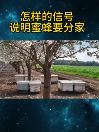 怎样的信号说明蜜蜂要分家 #养蜂技术分享 #老祖宗的智慧 #每天分享养殖技术和经验 #养蜜蜂新手入门教程 #农村养蜂人