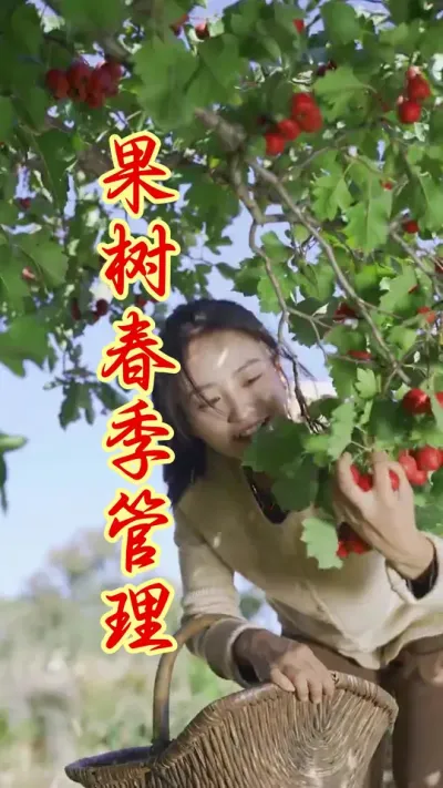 春季温度回升，果树虫害怎么防治？ #果树种植   #果园管理   #果树高产 #抖音助农   #果树病虫害防治